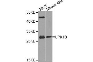 Western blot analysis of extracts of various cell lines, using UPK1B antibody. (Uroplakin 1B antibody  (AA 110-230))