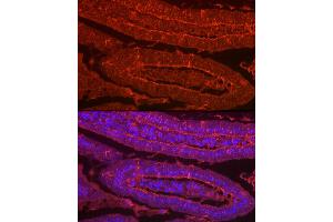 Immunofluorescence analysis of mouse Intestine using LG Rabbit pAb (ABIN7268200) at dilution of 1:100 (40x lens). (Galectin 2 antibody  (AA 1-132))