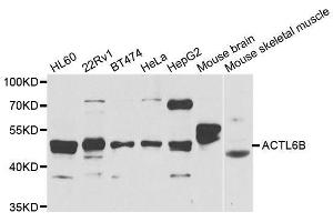 Western blot analysis of extracts of various cell lines, using ACTL6B antibody. (Actin-Like 6B antibody  (AA 1-280))