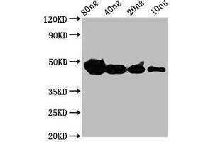 Western Blot Positive WB detected in Recombinant protein All lanes: cyp1a antibody at 4 μg/mL Secondary Goat polyclonal to rabbit IgG at 1/50000 dilution Predicted band size: 39 kDa Observed band size: 47 kDa (CYP27B1 antibody  (AA 1-75))