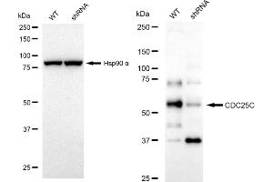 Western blotting analysis using CDC25C antibody (ABIN7798006).
