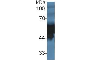 Detection antibody from the kit in WB with Positive Control:  Sample Human serum. (Fetuin A ELISA Kit)