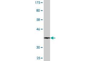 Western Blot detection against Immunogen (36. (SEPHS1 antibody  (AA 1-96))