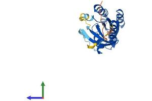 Protein Structure (PS) image for RAB10, Member RAS Oncogene Family (RAB10) (AA 1-200) protein (His tag) (ABIN7555132)