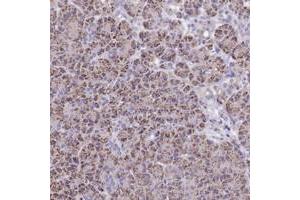 Immunohistochemical staining of human pancreas with C3orf75 polyclonal antibody  shows distinct granular cytoplasmic positivity in exocrine glandular cells.