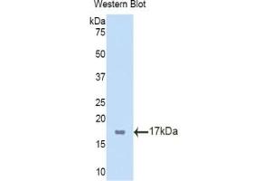 Detection of Recombinant TBX3, Mouse using Polyclonal Antibody to T-Box Protein 3 (TBX3) (TBX3 antibody  (AA 107-220))