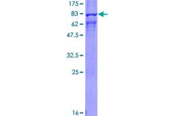 beta Arrestin 1 Protein (AA 1-418) (GST tag)