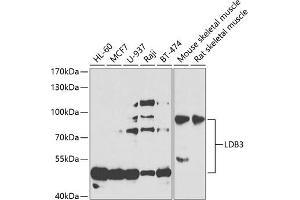 Western blot analysis of extracts of various cell lines, using LDB3 antibody (ABIN6128179, ABIN6143125, ABIN6143126 and ABIN6223347) at 1:1000 dilution. (LIM Domain Binding 3 Protein antibody  (AA 1-283))