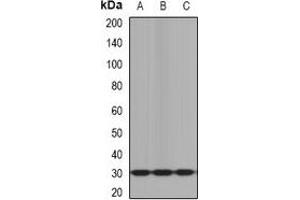 Western blot analysis of KLK10 expression in mouse brain (A), mouse heart (B), rat liver (C) whole cell lysates.