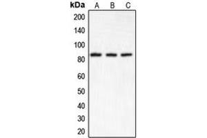 Western blot analysis of IKK alpha expression in HeLa (A), Raw264. (IKK alpha antibody  (N-Term))