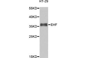Western blot analysis of extracts of HT-29 cells, using EHF antibody (ABIN5974466) at 1/1000 dilution. (EHF antibody)