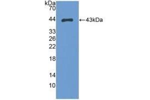 Western Blotting (WB) image for anti-S100 Calcium Binding Protein A2 (S100A2) (AA 2-98) antibody (ABIN7442366)
