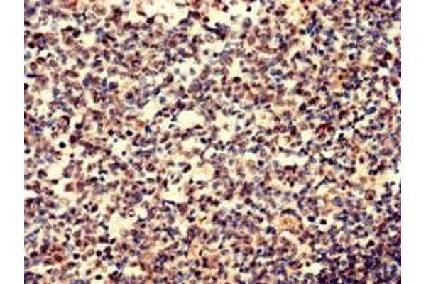 IgD antibody  (AA 1-240)