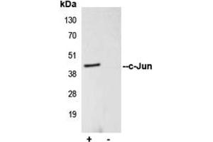 Immunoprecipitation (IP) image for anti-Jun Proto-Oncogene (JUN) (Center) antibody (ABIN7296084)