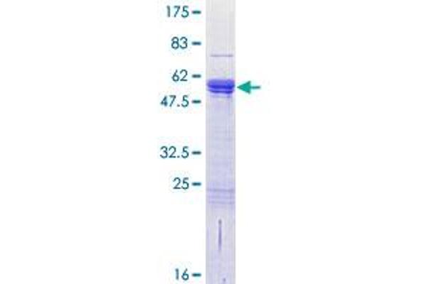 CDC42EP2 Protein (AA 1-210) (GST tag)