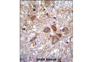 SPECC1 Antibody immunohistochemistry analysis in formalin fixed and paraffin embedded human brain tissue followed by peroxidase conjugation of the secondary antibody and DAB staining. (NSP5 antibody  (AA 705-733))