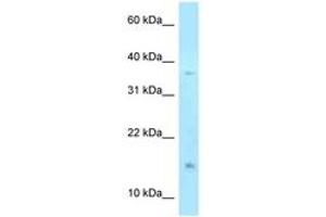 Image no. 1 for anti-Pleckstrin Homology-Like Domain, Family A, Member 2 (PHLDA2) (N-Term) antibody (ABIN6747986) (PHLDA2 antibody  (N-Term))