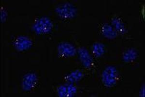 Immunofluorescence (IF) image for anti-Tubulin, gamma 1 (TUBG1) (AA 434-449), (C-Term) antibody (ABIN238522) (TUBG1 antibody  (C-Term))