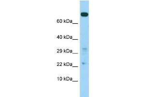 WB Suggested Anti-COASY Antibody Titration: 1. (COASY antibody  (C-Term))
