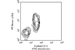 Two-color analysis of the expression of CD19 on mouse spleen B cells. (CD19 antibody)