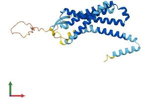 AlphaFold protein structure predicition of Human Recombinant GPR32P1 Protein, UniprotID Q8NGA4 (GPR32P1 Protein (AA 1-272) (His tag))