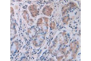 IHC-P analysis of Human Stomach Tissue, with DAB staining. (IL12A antibody  (AA 23-219))
