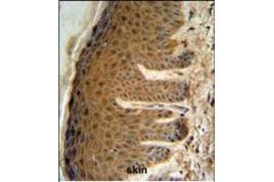 EFTUD2 Antibody (Center) (ABIN653236 and ABIN2842767) IHC analysis in formalin fixed and paraffin embedded human skin tissue followed by peroxidase conjugation of the secondary antibody and DAB staining. (EFTUD2 antibody  (AA 257-284))