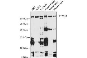 Western blot analysis of extracts of various cell lines, using PTPN13 antibody (ABIN6132534, ABIN6146442, ABIN6146443 and ABIN6216830) at 1:3000 dilution.