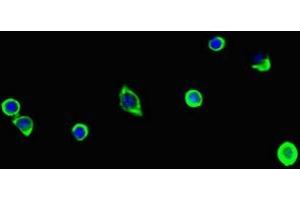 Immunofluorescent analysis of MCF-7 cells using ABIN7163908 at dilution of 1:100 and Alexa Fluor 488-congugated AffiniPure Goat Anti-Rabbit IgG(H+L) (Pgap2 antibody  (AA 45-114))