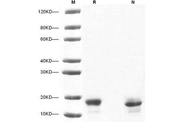 IL-10 Protein (AA 19-178)