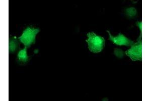 Anti-PNMT mouse monoclonal antibody (ABIN2454516) immunofluorescent staining of COS7 cells transiently transfected by pCMV6-ENTRY PNMT (RC206586). (PNMT antibody)