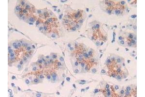 DAB staining on IHC-P; Samples: Human Stomach Tissue (EGF antibody  (AA 971-1023))