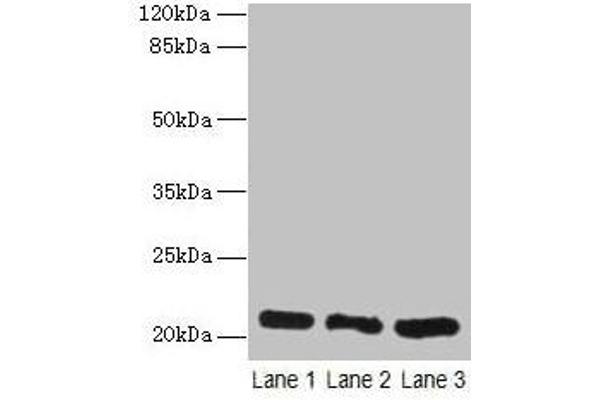 GM2A antibody  (AA 32-193)