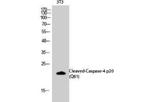 Western Blot analysis of 3T3 cells using Cleaved-CASP4 p20 (Q81) Polyclonal Antibody at dilution of 1:2000. (CASP4 p20 (Cleaved-Gln81) antibody)