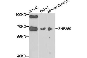 Western blot analysis of extracts of various cells, using ZNF350 antibody.