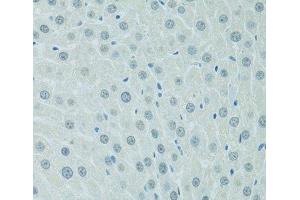 Immunohistochemistry of paraffin-embedded Rat liver using CEBPA Polyclonal Antibody at dilution of 1:100 (40x lens). (CEBPA antibody)