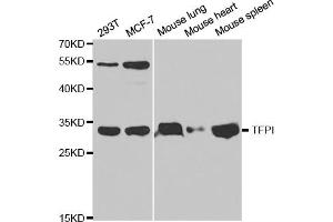 Western blot analysis of extracts of various cell lines, using TFPI antibody (ABIN5970795) at 1/1000 dilution. (TFPI antibody)
