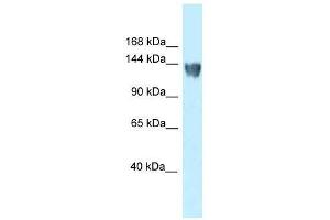 Western Blot showing XPO5 antibody used at a concentration of 1. (XPO5 antibody  (N-Term))