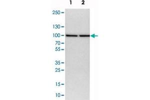 Western blot analysis of cell lysates with NUP93 polyclonal antibody . (NUP93 antibody)