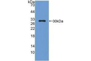 Western blot analysis of recombinant Mouse CMA1.