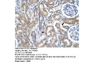 Human kidney (DP2 antibody  (N-Term))