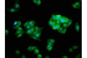 Immunofluorescence staining of HepG2 cells with ABIN7147529 at 1:266, counter-stained with DAPI. (CHMP5 antibody  (AA 1-219))