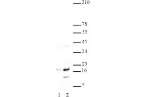 Histone H2A/H4 phospho Ser1 pAb tested by Western blot. (Histone H2A, H4 (pSer1) antibody)