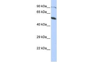 Western Blotting (WB) image for anti-Zinc Finger Protein 641 (ZNF641) antibody (ABIN2458449) (ZNF641 antibody)