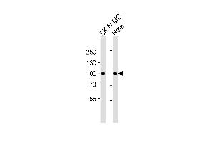 Western blot analysis of lysates from SK-N-MC,Hela cell line (from left to right),using STAT3 Antibody (Ab-705)(ABIN483626 and ABIN1533010). (STAT3 antibody)