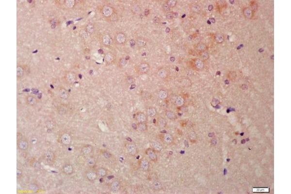 FZD9 antibody  (AA 185-270)