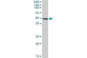 RUFY3 MaxPab polyclonal antibody. (RUFY3 antibody  (AA 1-469))