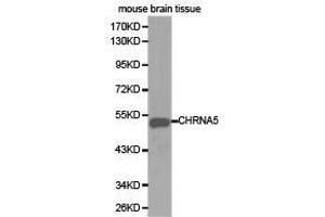 Western Blotting (WB) image for anti-Cholinergic Receptor, Nicotinic, alpha 5 (Neuronal) (CHRNA5) antibody (ABIN1871854) (CHRNA5 antibody)