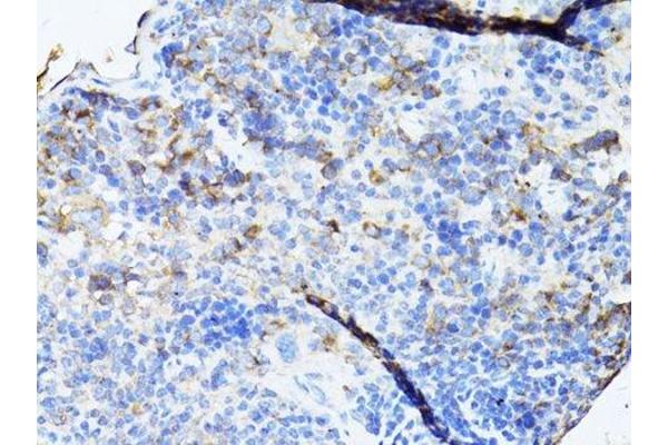 TEFM antibody  (AA 36-210)