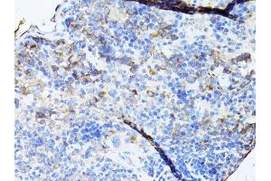 Immunohistochemistry of paraffin-embedded mouse spleen using TEFM antibody.
